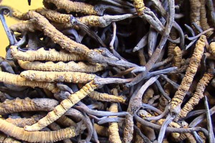 Is Healthy Yarsagumba