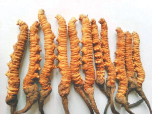 Yarsagumba